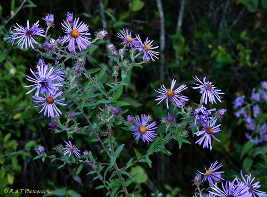 {Symphyotrichum novae-angliae}